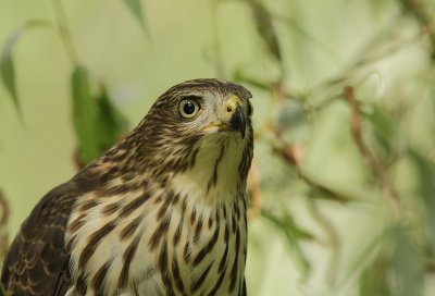 Épervier de Cooper - Cooper`s Hawk