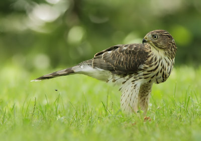 Épervier de Cooper - Cooper`s Hawk