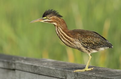 Hron Vert - Green Heron 