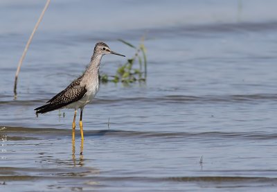 Petit Chevalier - Lesser Yellowlegs