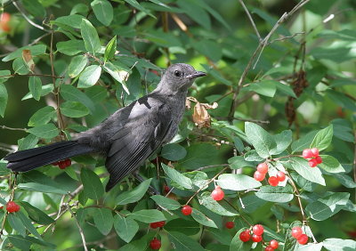 Moqueur Chat - Gray Catbird 