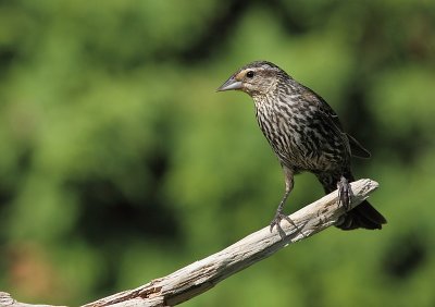 Carouge a Épaulettes - Red-winged Blackbird