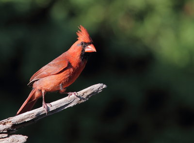 Cardinal Rouge - Northern Cardinal 