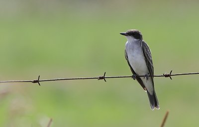 Tyran Tritri - Eastern Kingbird 