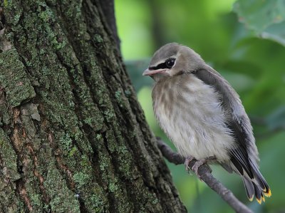 Jaseur d`Amérique - Cedar Waxwing