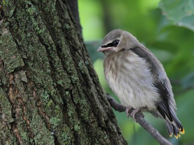 Jaseur d`Amrique - Cedar Waxwing