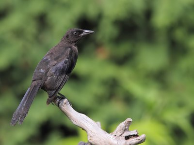 Quiscale bronz - Common grackle 