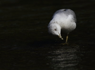 Goeland a bec cerclé - Ring-billed Gull
