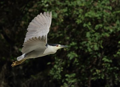 Bihoreau Gris - Black-crowned Night-heron
