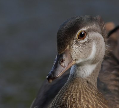 Canard Branchu - Wood duck