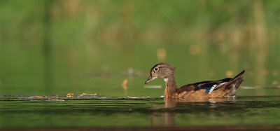 Canard Branchu - Wood Duck