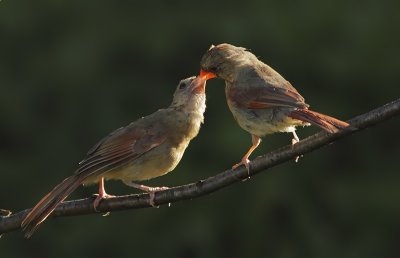 Cardinaux - Northern Cardinal