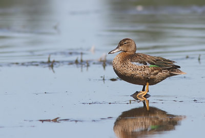 Sarcelle a ailes bleues - Blue-winged Teal   