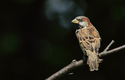Moineau - House Sparrow
