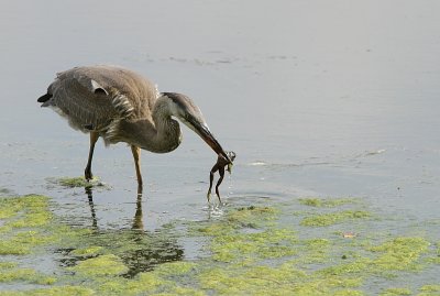 Grand Heron - Great blue Heron 