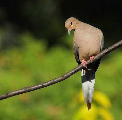 Tourterelle Triste - Mourning Dove