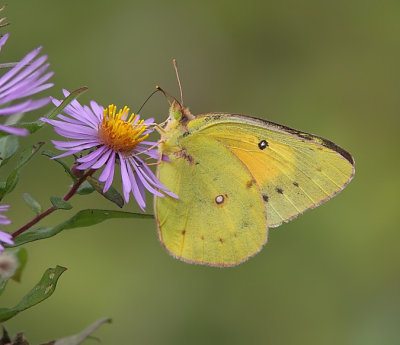 Papillon !  
