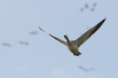 Oie des Neiges - Snow Goose