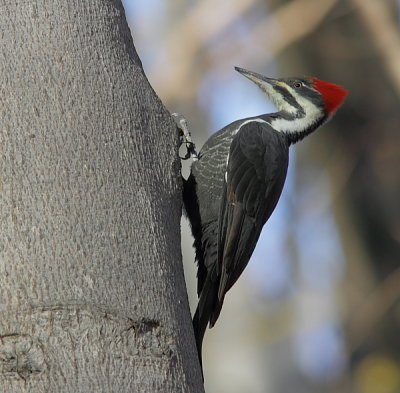 Grand Pic - Pileated Woodpecker  