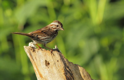 Bruant Chanteur - Song Sparrow