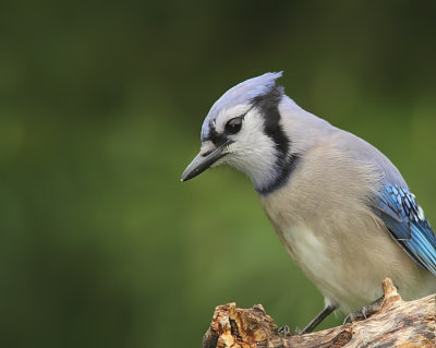 Geai Bleu - Blue Jay  