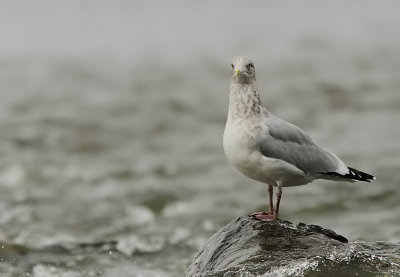 Goeland Argent - Herring Gull 