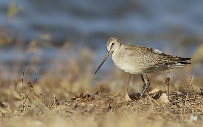 Barge Hudsonienne - Hudsonian Godwit