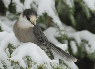 Msangeai du Canada - Gray Jay 