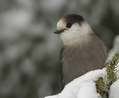 Mésangeai du Canada - Gray Jay