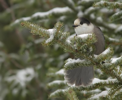 Msangeai du Canada - Gray Jay 