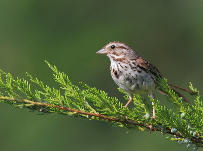 Bruant Chanteur - Song Sparrow