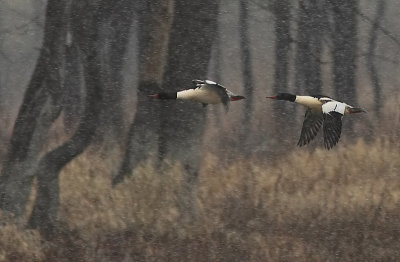 Grand Harle - Common Merganser