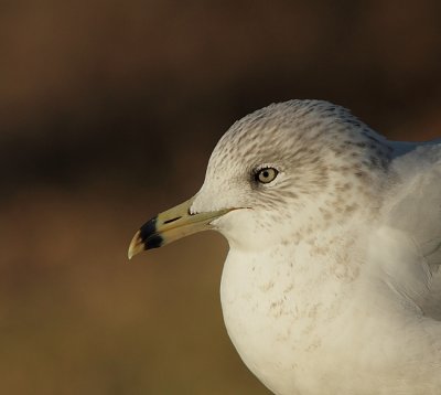 Goeland a bec cercl - Ring-billed Gull