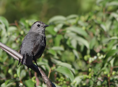 Moqueur Chat - Gray Catbird