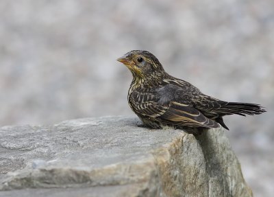 Carouge a paulettes - Red-winged Blackbird 