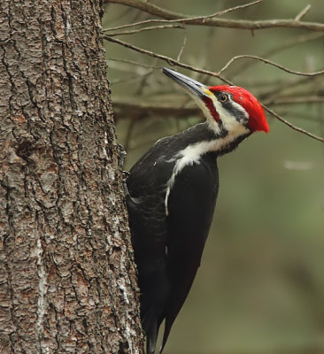Grand Pic - Pileated Woodpecker 