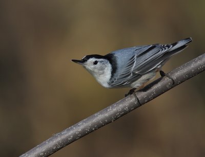g4/80/937780/3/140490161.ldIUkPI5.jpg