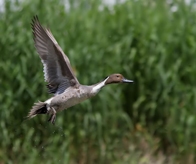 Canard Pilet - Northern Pintail