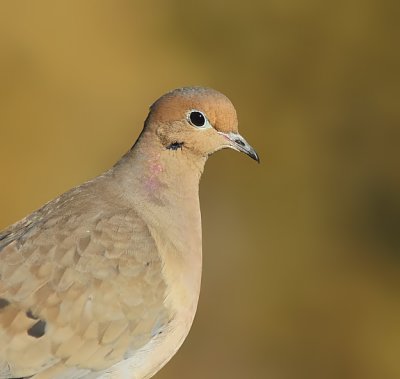 Tourterelle triste - Mourning Dove