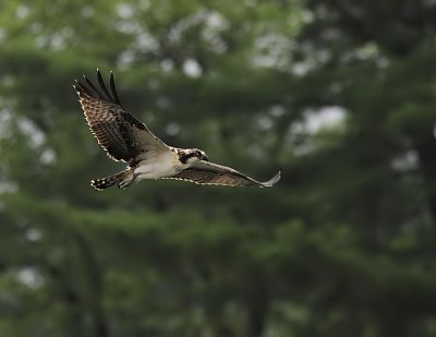 balbuzards__ospreys