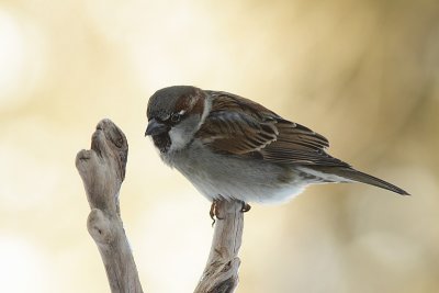 Moineau Domestique - House Sparrow 