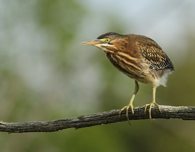 Heron Vert - Green Heron 