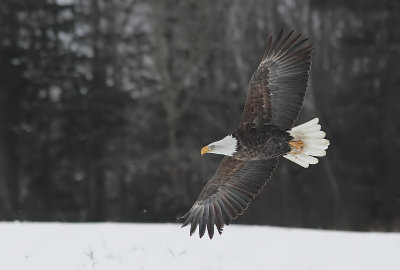 Pygargue - Bald Head Eagle