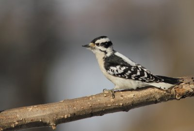 Pic Mineur - Downy Woodpecker 