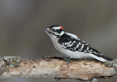 Pic mineur - Downy Woodpecker