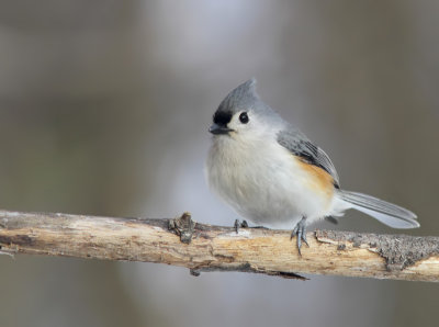 Msange Bicolore- Tufted Titmouse