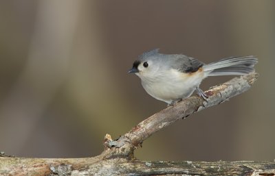 Msange Bicolore - Tufted Titmouse
