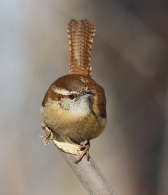 Troglodyte de Caroline - Carolina Wren 