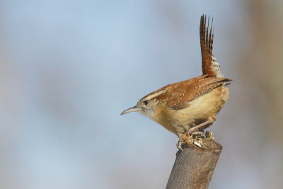 Troglodyte de Caroline - Carolina Wren 