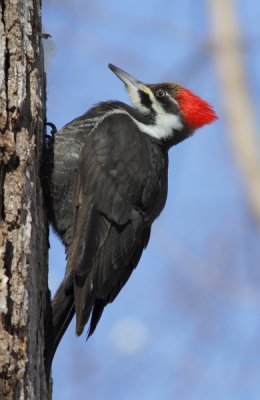 Grand Pic - Pileated Woodpecker